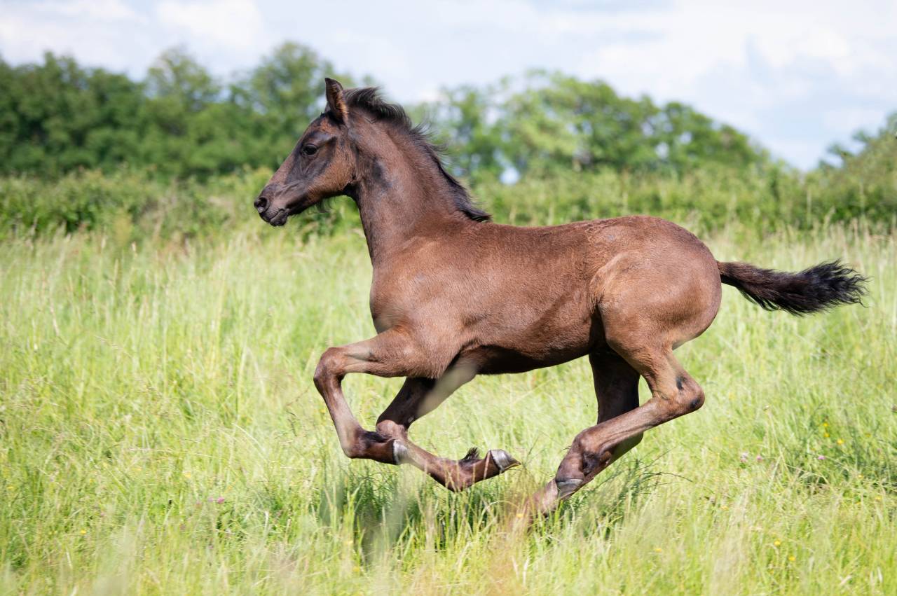 Puledro Frisone In vendita 2025 Nero