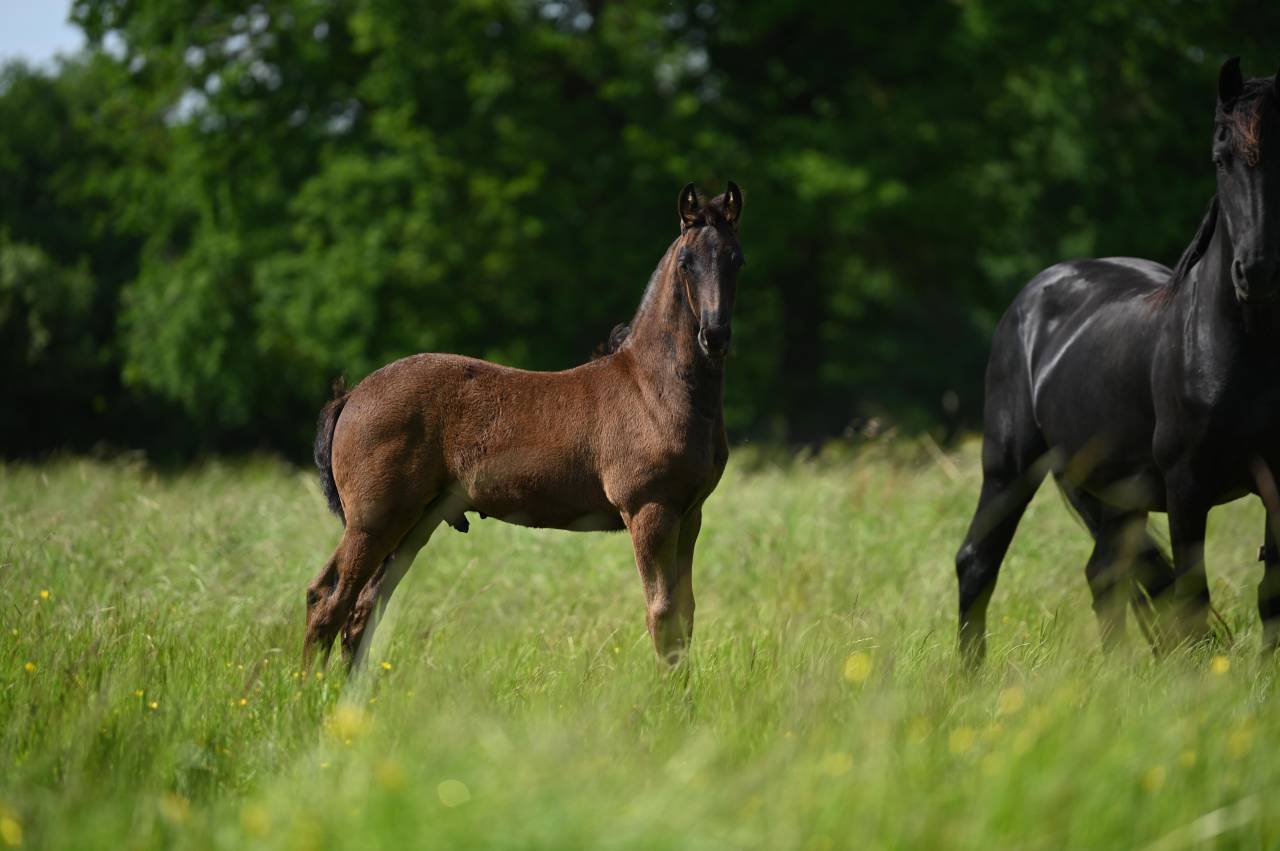 Puledro Frisone In vendita 2025 Nero