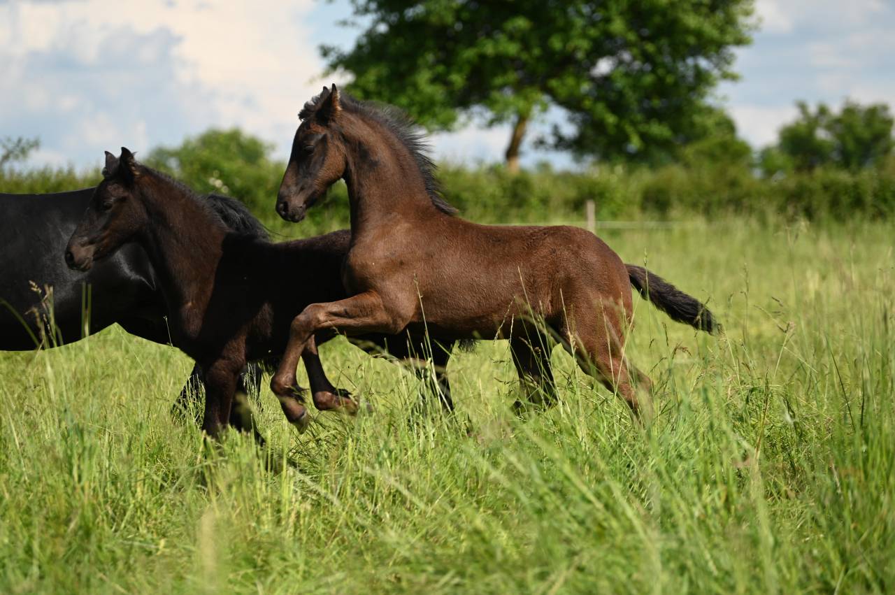 Puledro Frisone In vendita 2025 Nero