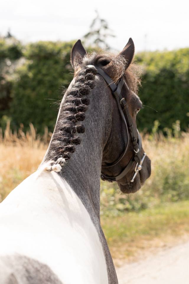 Castrone Origine Non Constatata In vendita 2016 Pezzato
