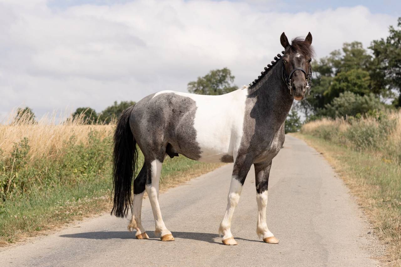 Castrone Origine Non Constatata In vendita 2016 Pezzato