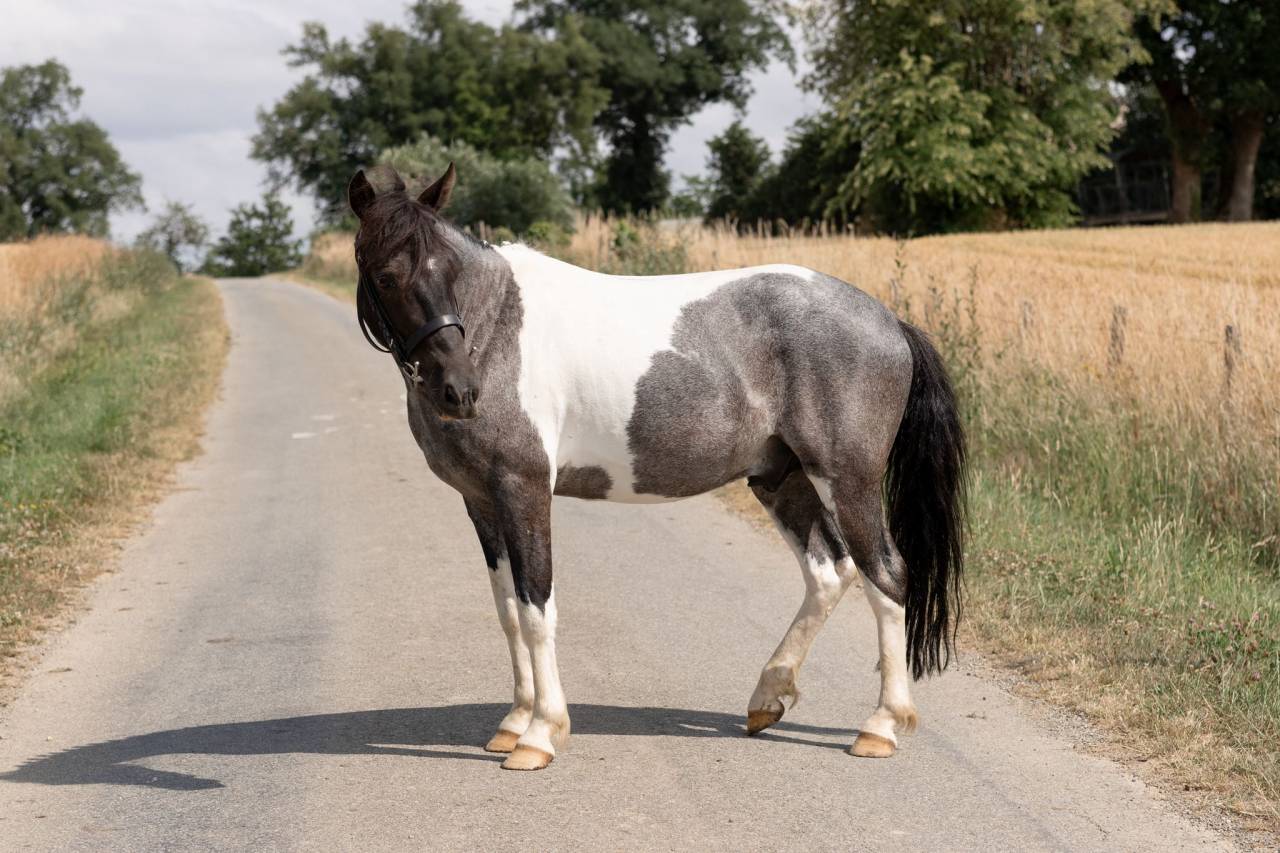 Castrone Origine Non Constatata In vendita 2016 Pezzato