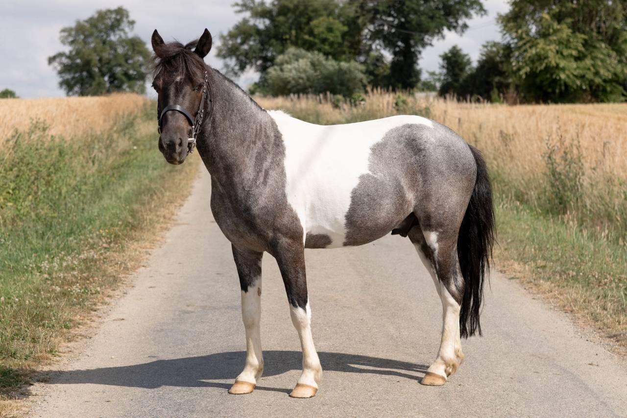 Castrone Origine Non Constatata In vendita 2016 Pezzato