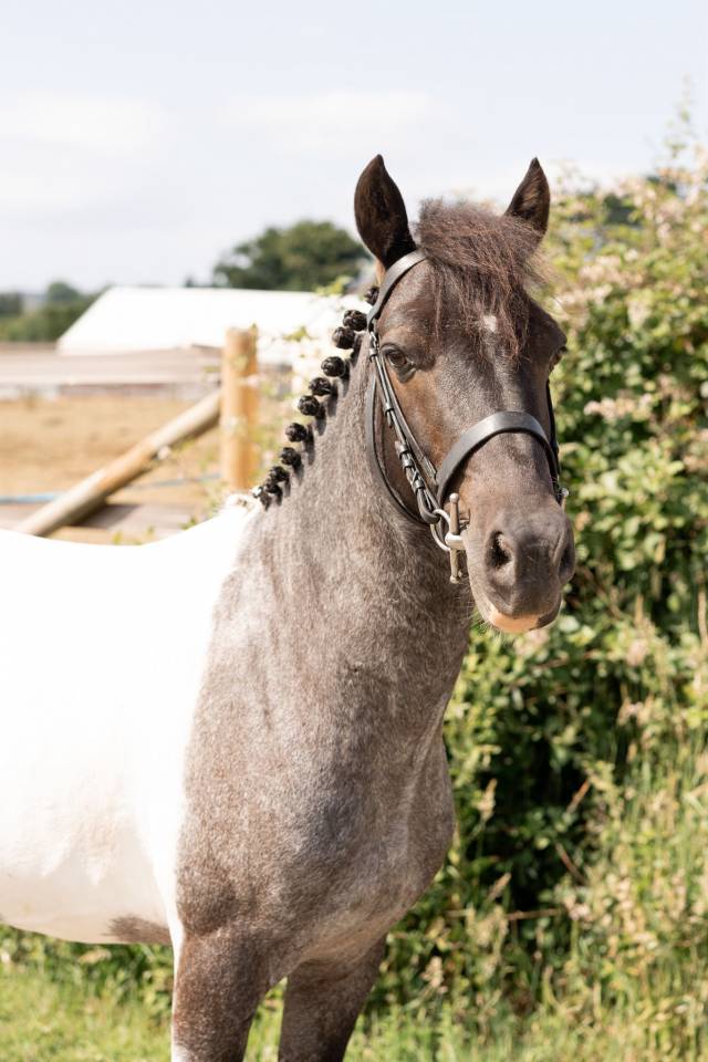 Castrone Origine Non Constatata In vendita 2016 Pezzato
