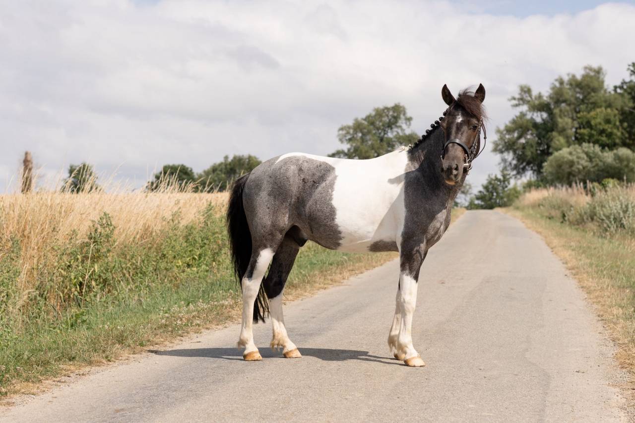 Castrone Origine Non Constatata In vendita 2016 Pezzato