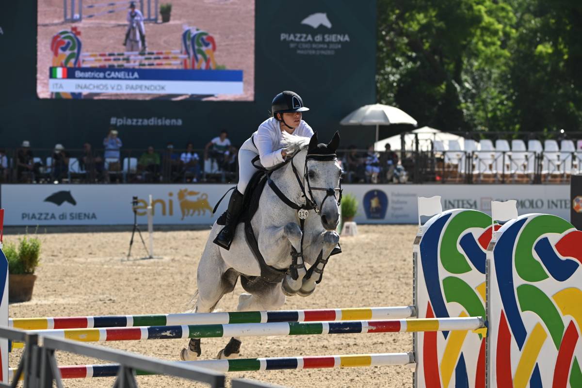 Cavallo in vendita  Castrone Belga Esperto nel Salto Ostacoli