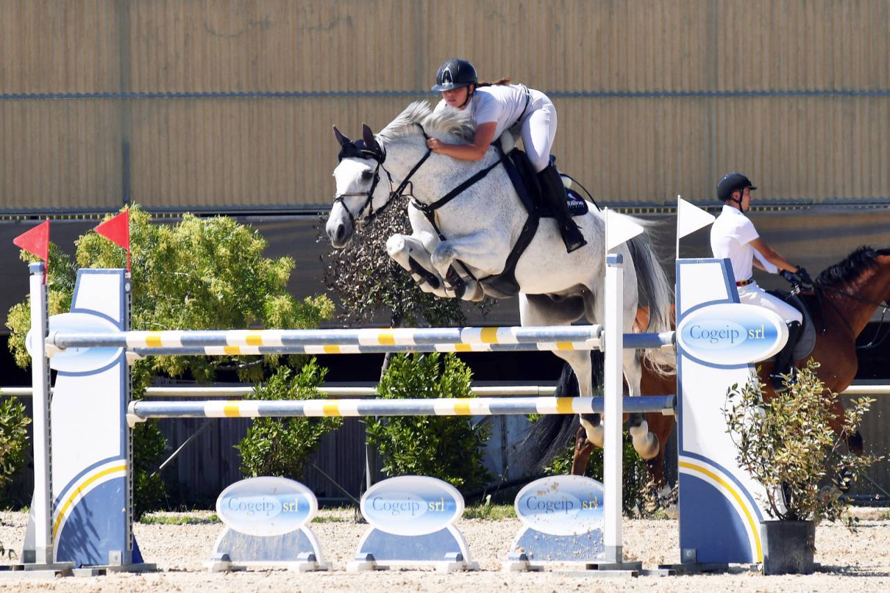 Cavallo in vendita  Castrone Belga Esperto nel Salto Ostacoli