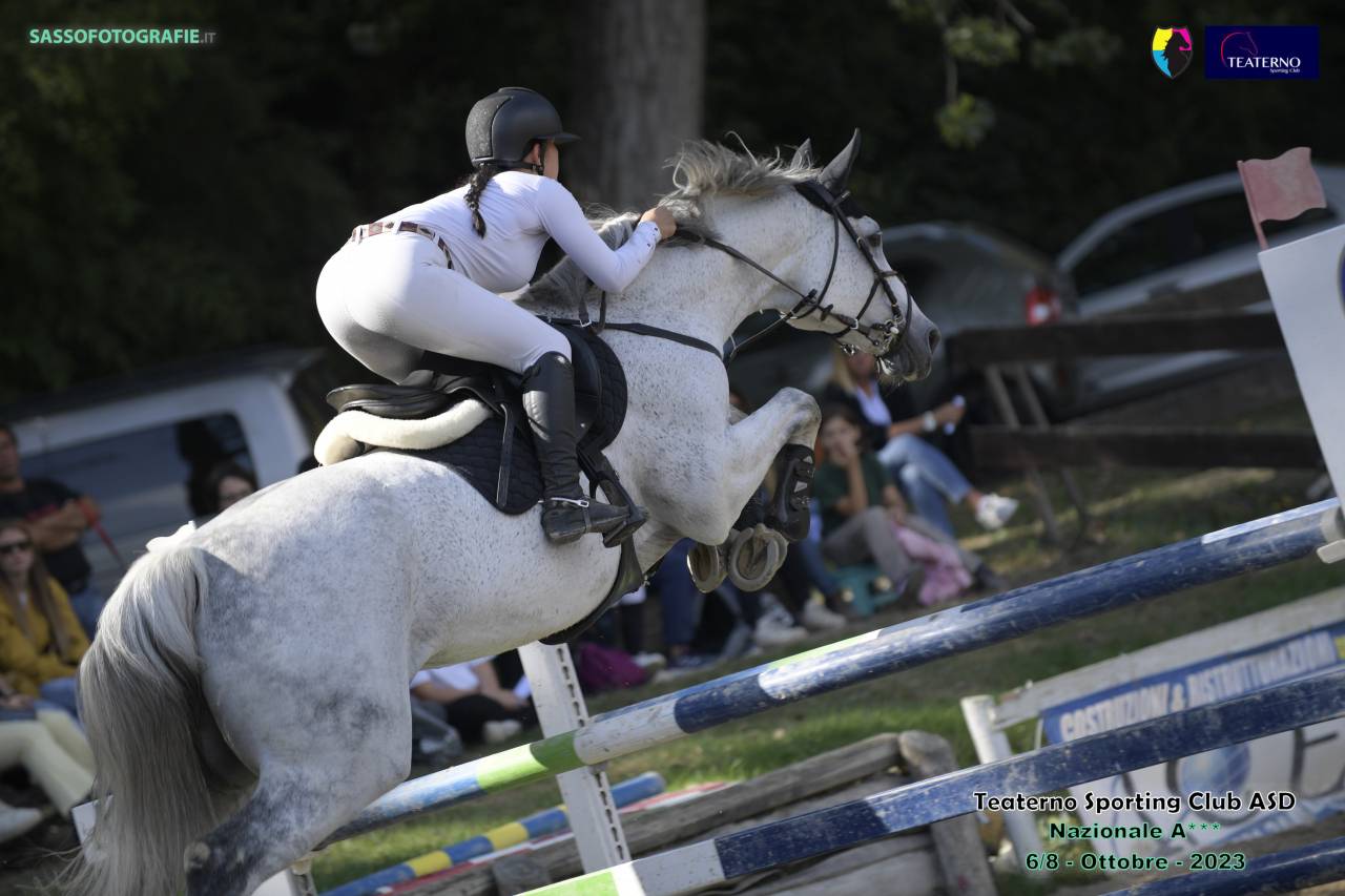 Cavallo in vendita  Castrone Belga Esperto nel Salto Ostacoli
