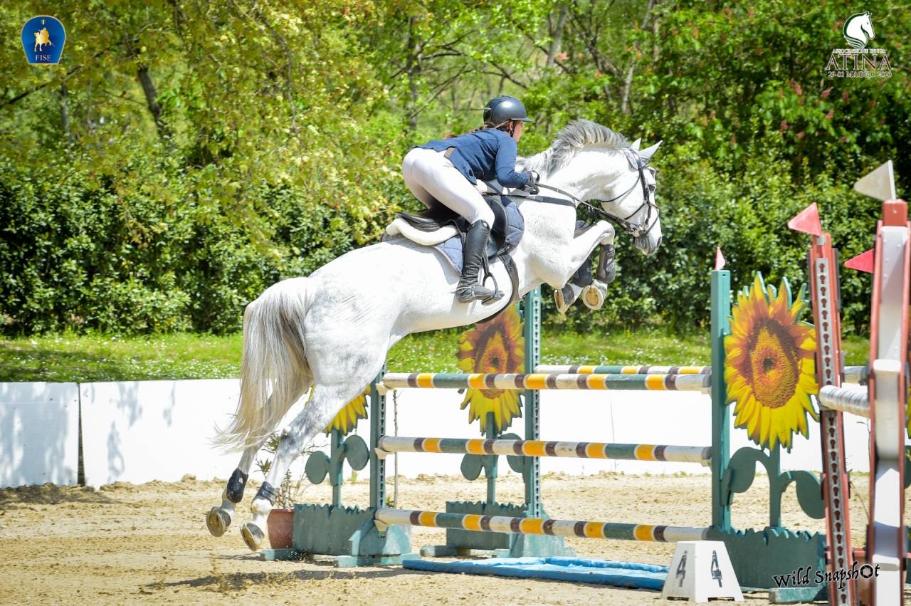 Cavallo in vendita  Castrone Belga Esperto nel Salto Ostacoli