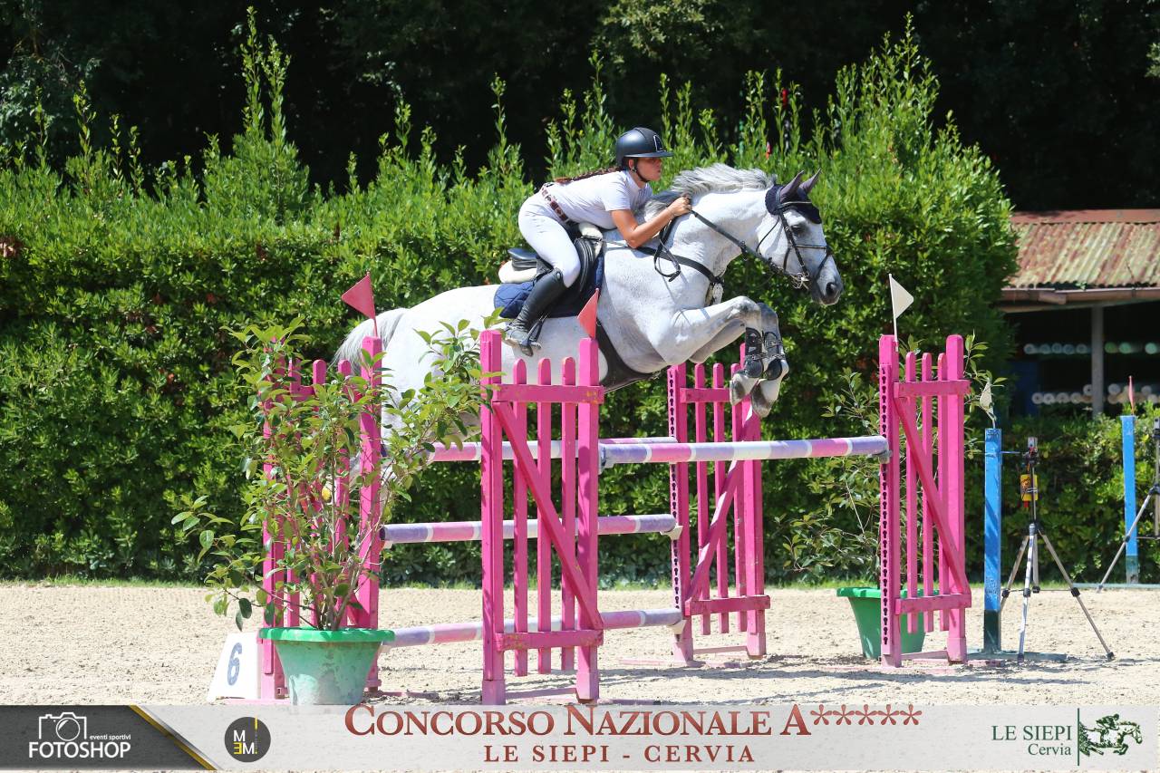 Cavallo in vendita  Castrone Belga Esperto nel Salto Ostacoli