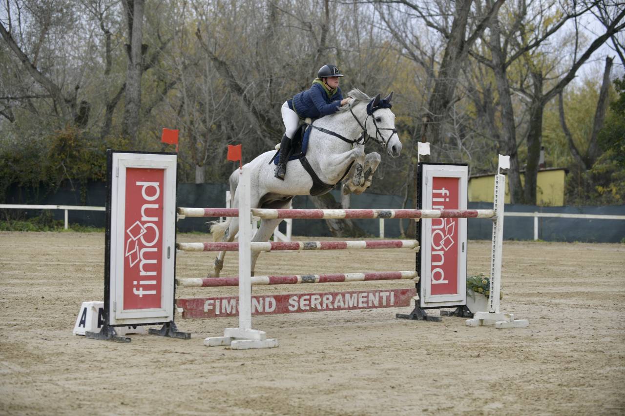 Cavallo in vendita  Castrone Belga Esperto nel Salto Ostacoli