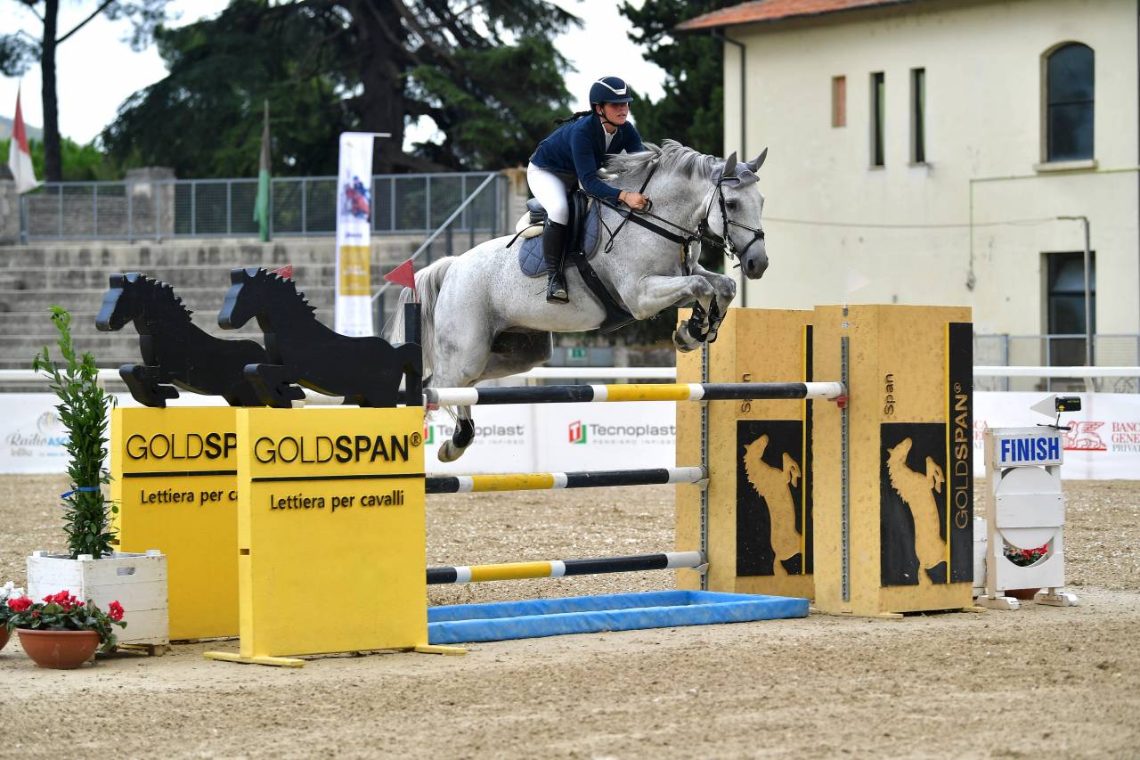 Cavallo in vendita  Castrone Belga Esperto nel Salto Ostacoli