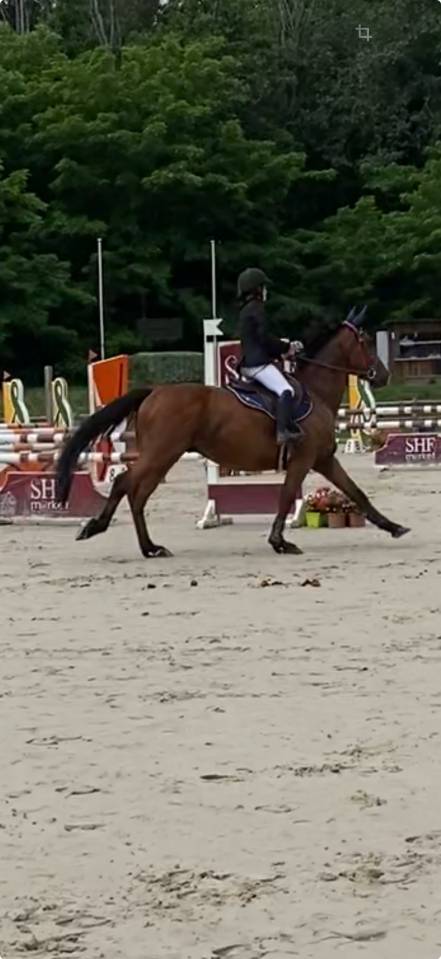 Castrone Sella Francese In vendita 2015 Baio ,  GERMINO D'ELLE