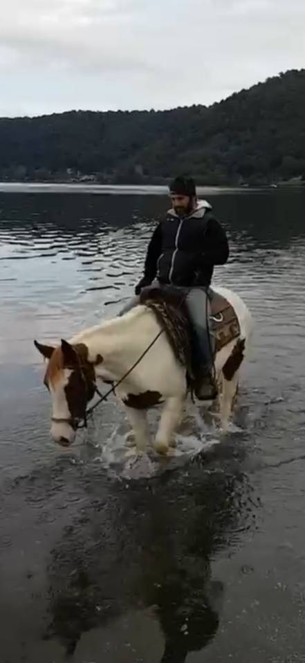 PAINT HORSE - Cavalla di 11 anni