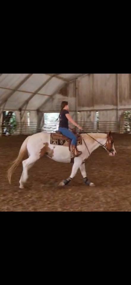 PAINT HORSE - Cavalla di 11 anni