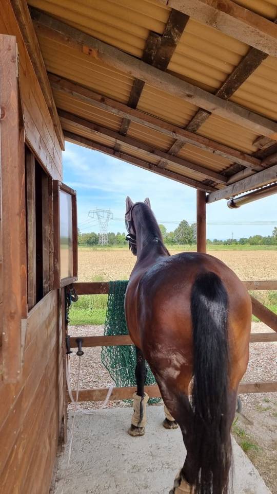 Pensione per cavalli - Ranch ai carpini - Mogliano Veneto