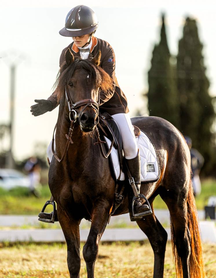 Stallone Connemara In vendita 2019 Baio