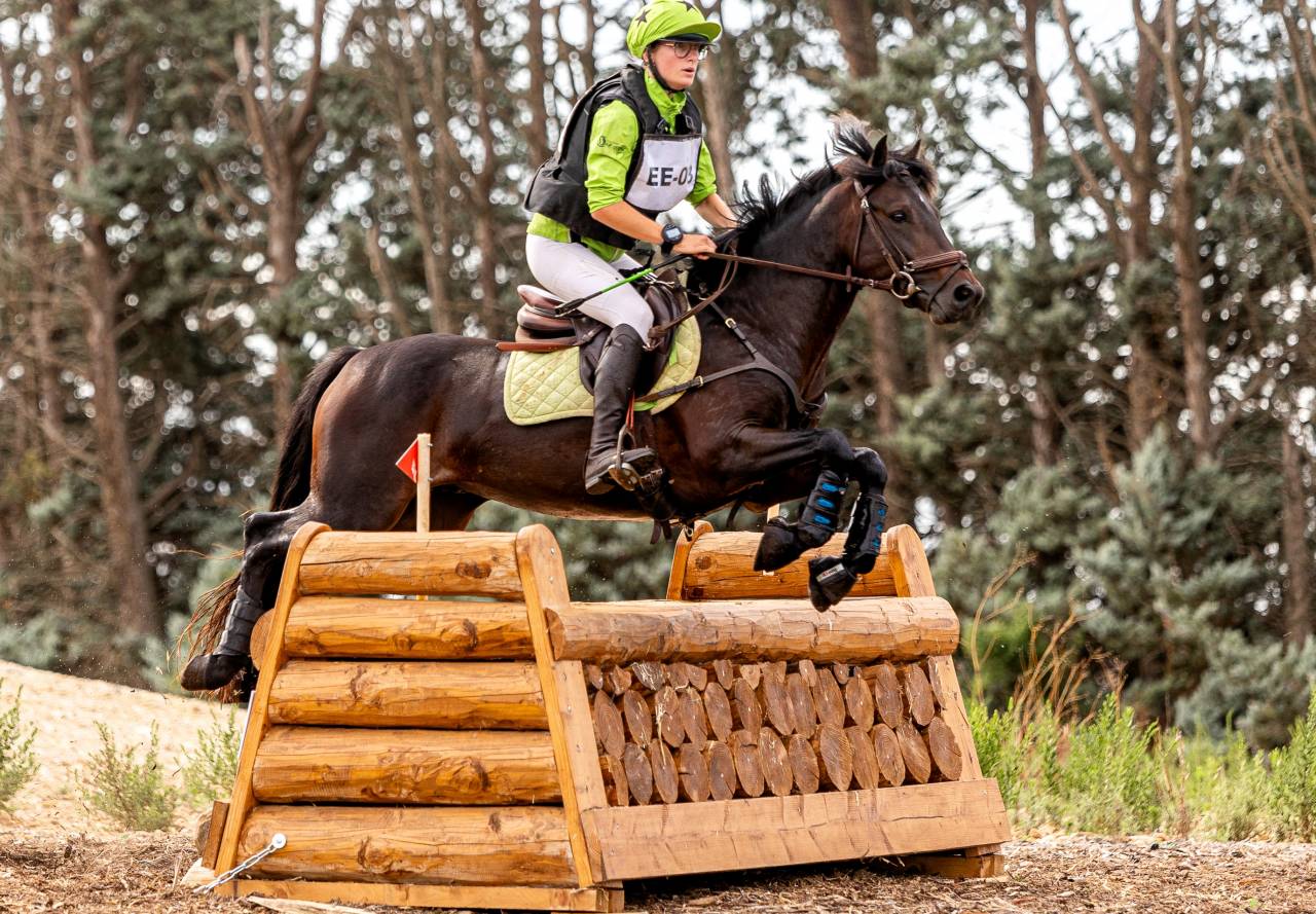 Stallone Connemara In vendita 2019 Baio