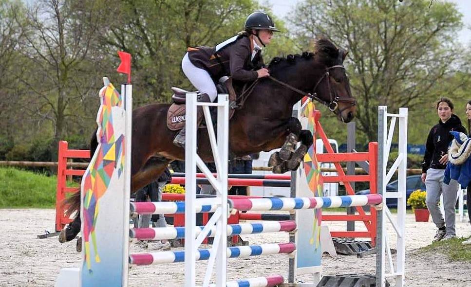 Stallone Connemara In vendita 2019 Baio