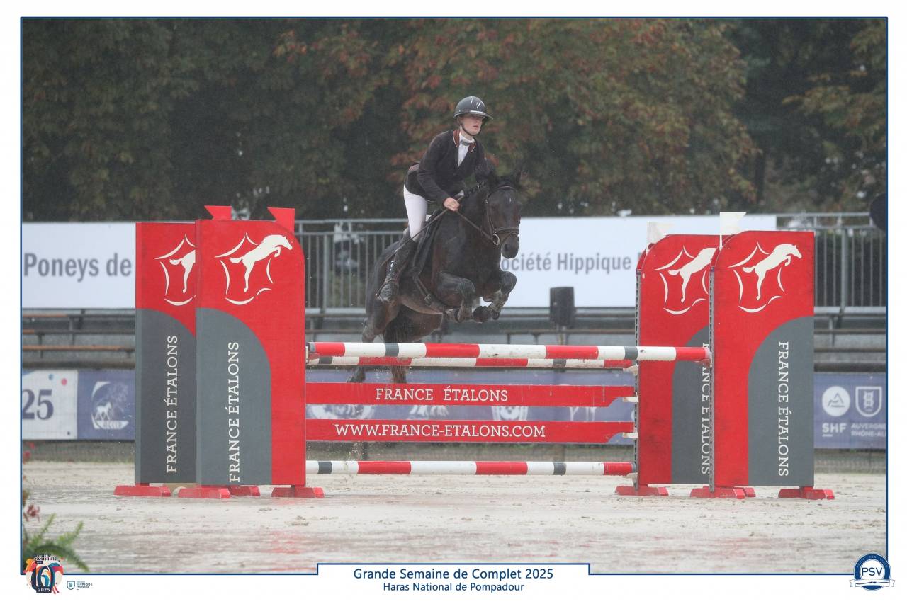 Stallone Connemara In vendita 2019 Baio