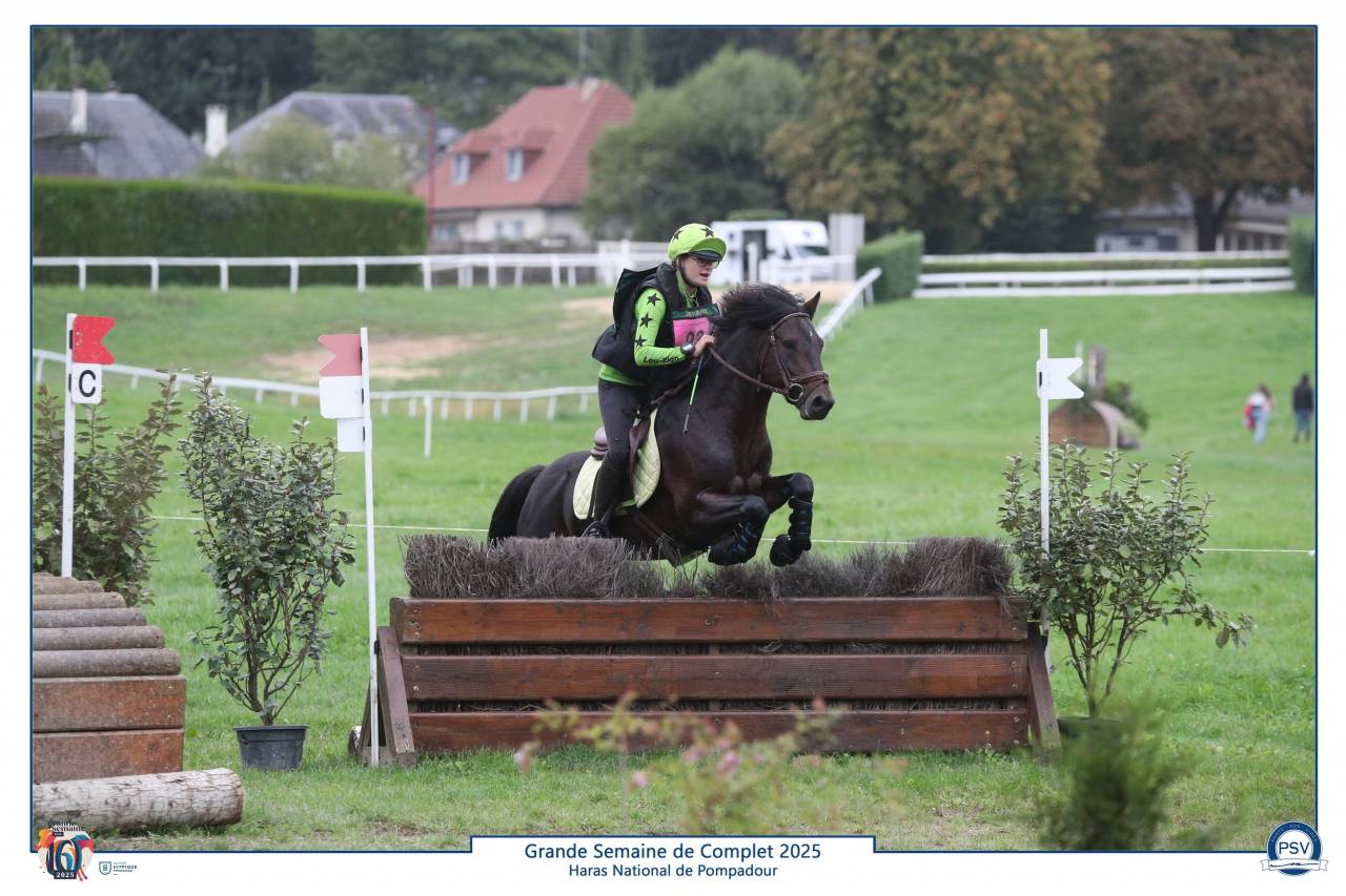 Stallone Connemara In vendita 2019 Baio