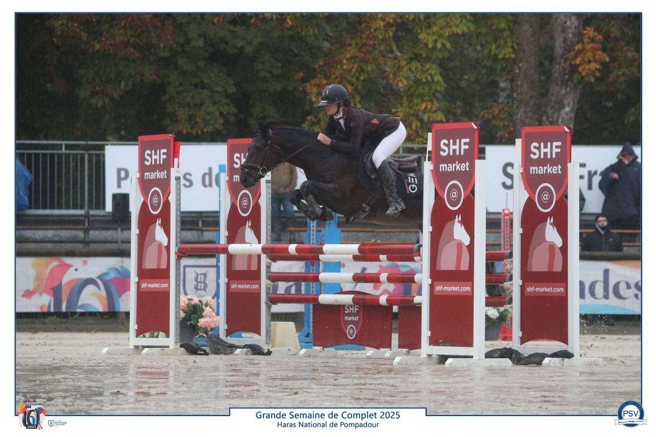 Stallone Connemara In vendita 2019 Baio