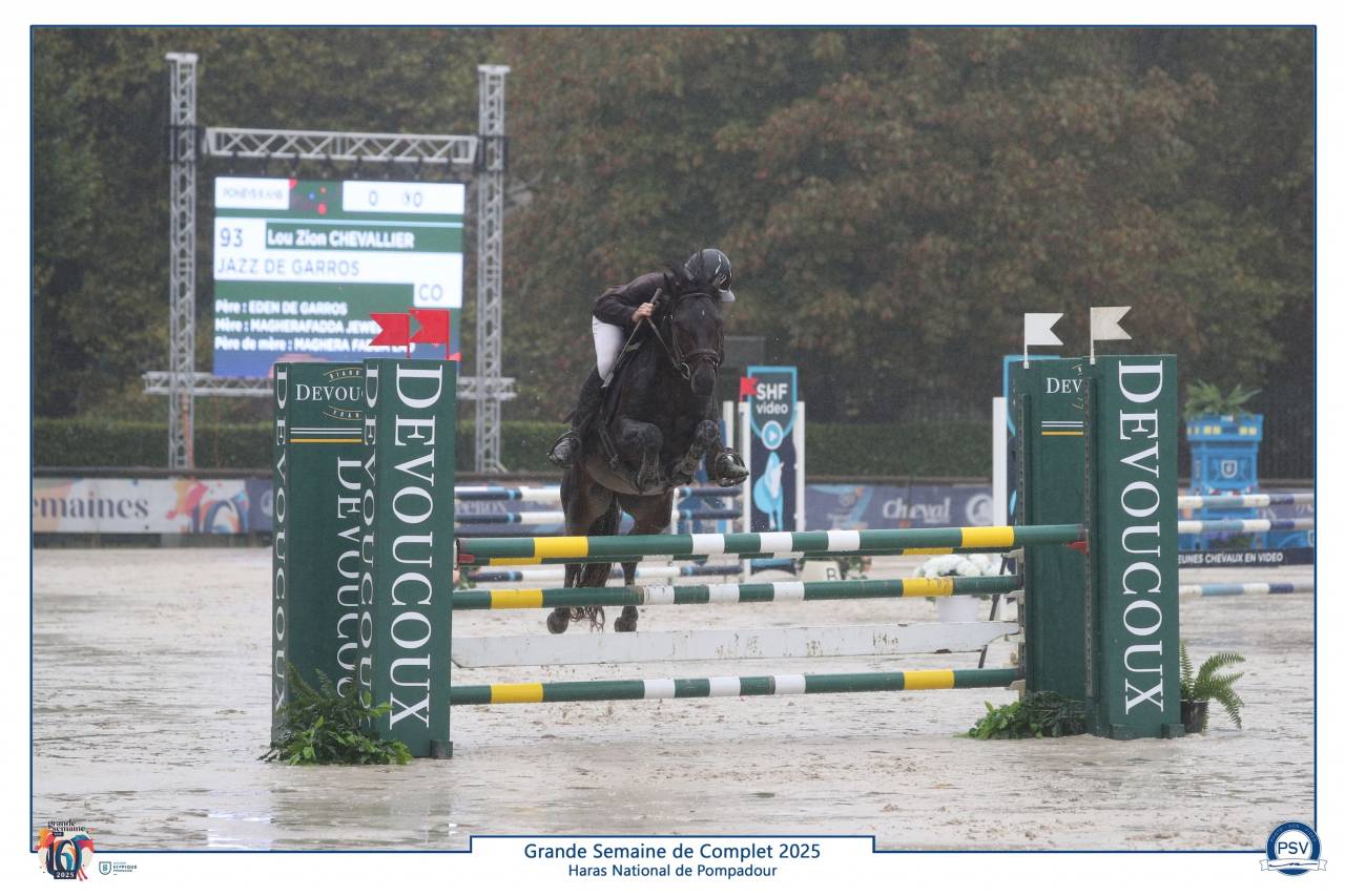 Stallone Connemara In vendita 2019 Baio