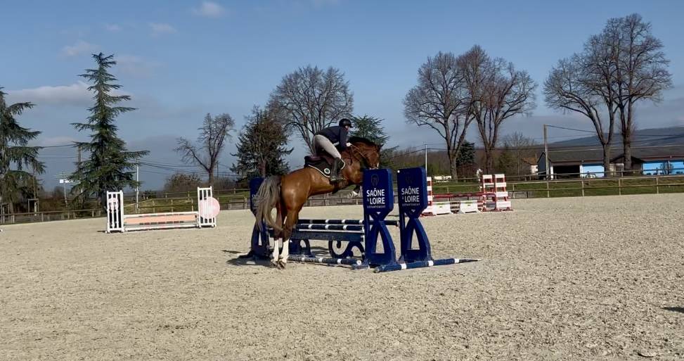 Castrone Sella Francese In vendita 2020 Baio