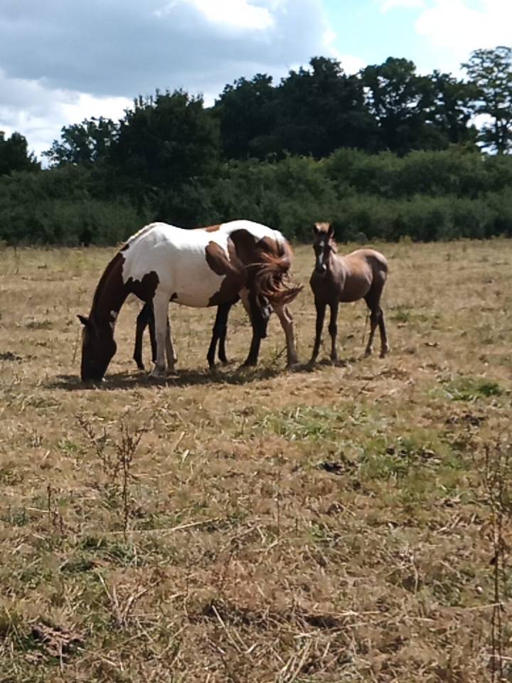 Castrone Cavallo da Sella In vendita 2020 Grigio