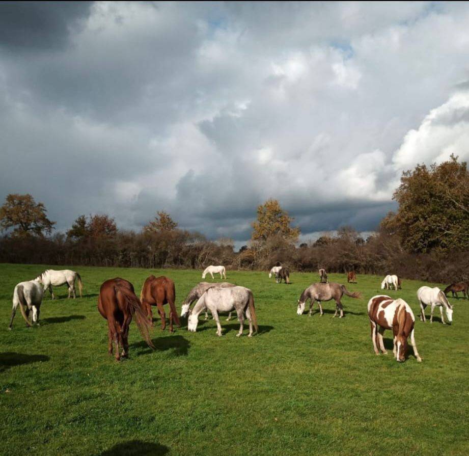 Castrone Cavallo da Sella In vendita 2020 Grigio