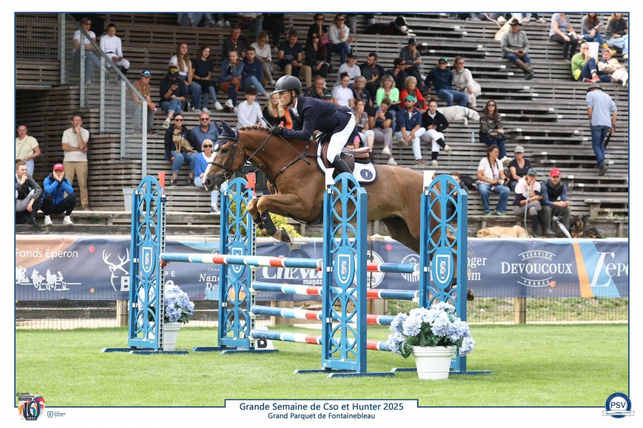 Castrone Sella Francese In vendita 2019 Sauro