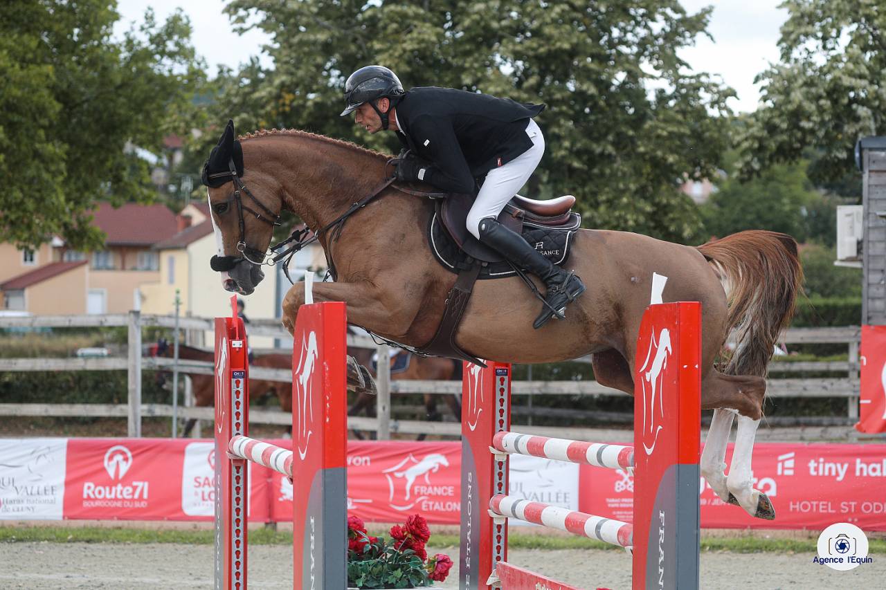 Cavalla Sella Francese In vendita 2019 Sauro ,  UNTOUCHABLE