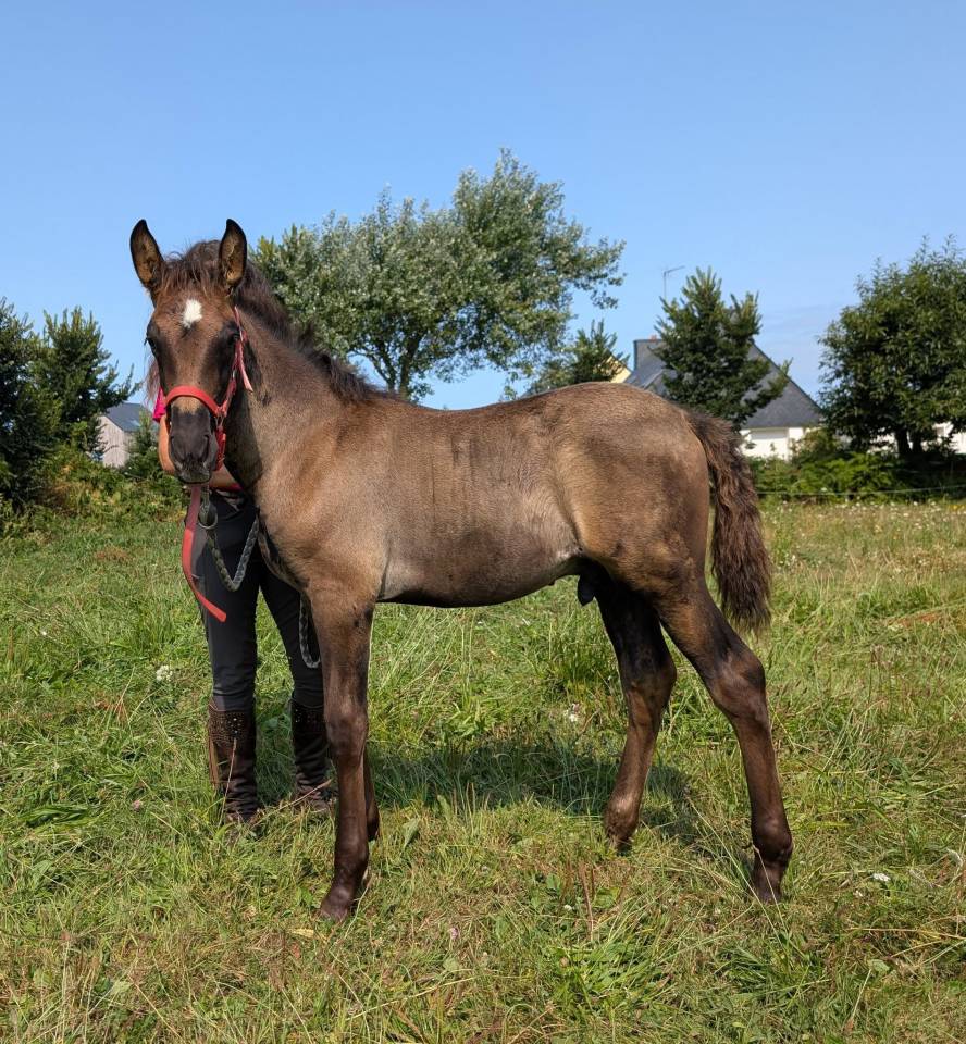 Puledro PRE Andaluso In vendita 2025 Nero ,  LEBRERO SG