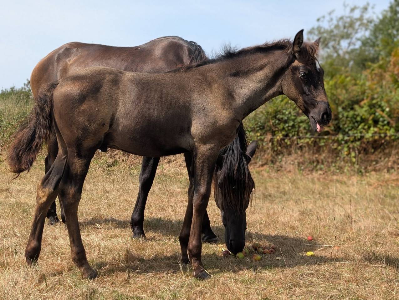 Puledro PRE Andaluso In vendita 2025 Nero ,  LEBRERO SG