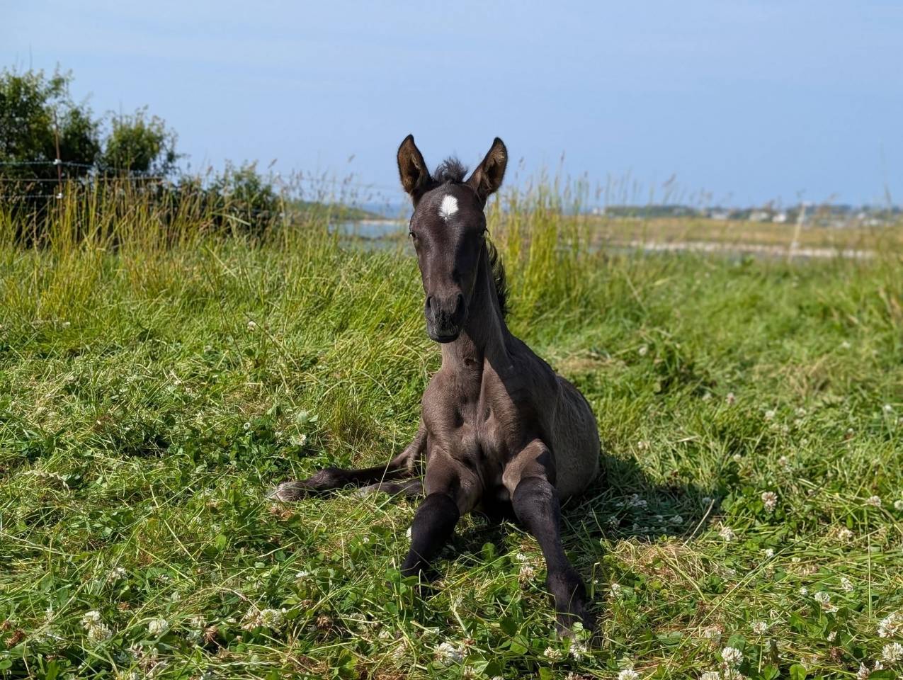 Puledro PRE Andaluso In vendita 2025 Nero ,  LEBRERO SG