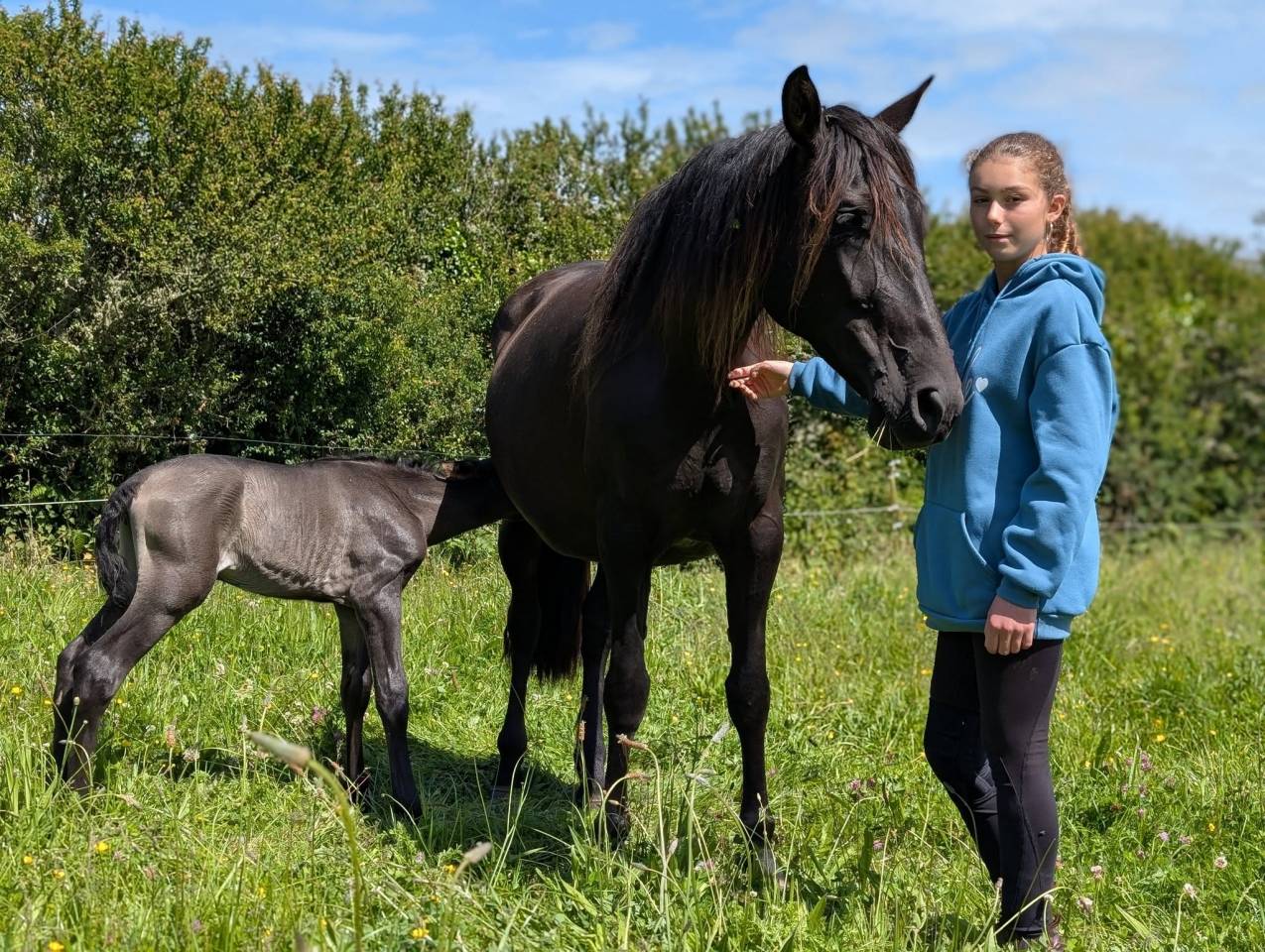 Puledro PRE Andaluso In vendita 2025 Nero ,  LEBRERO SG