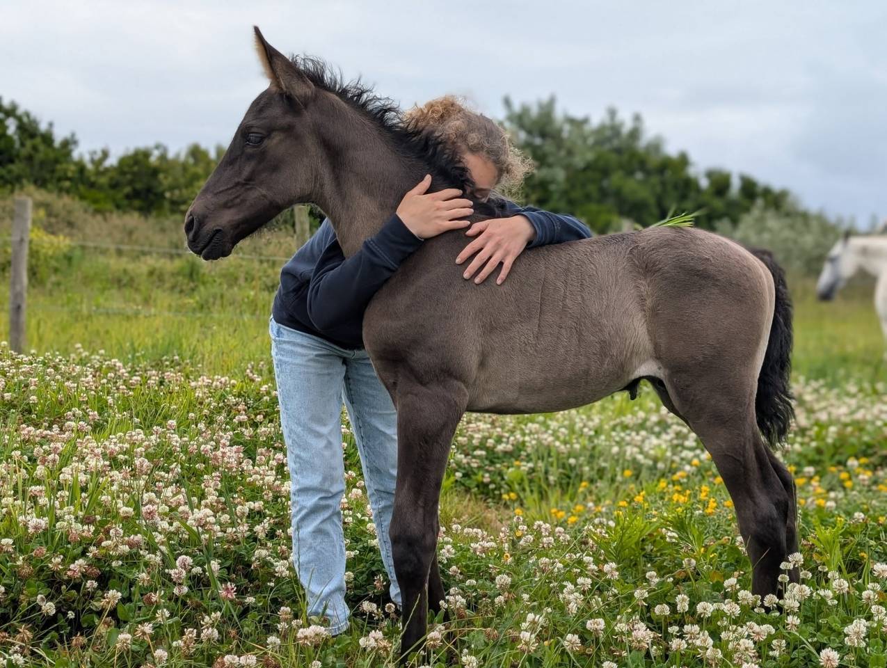 Puledro PRE Andaluso In vendita 2025 Nero ,  LEBRERO SG
