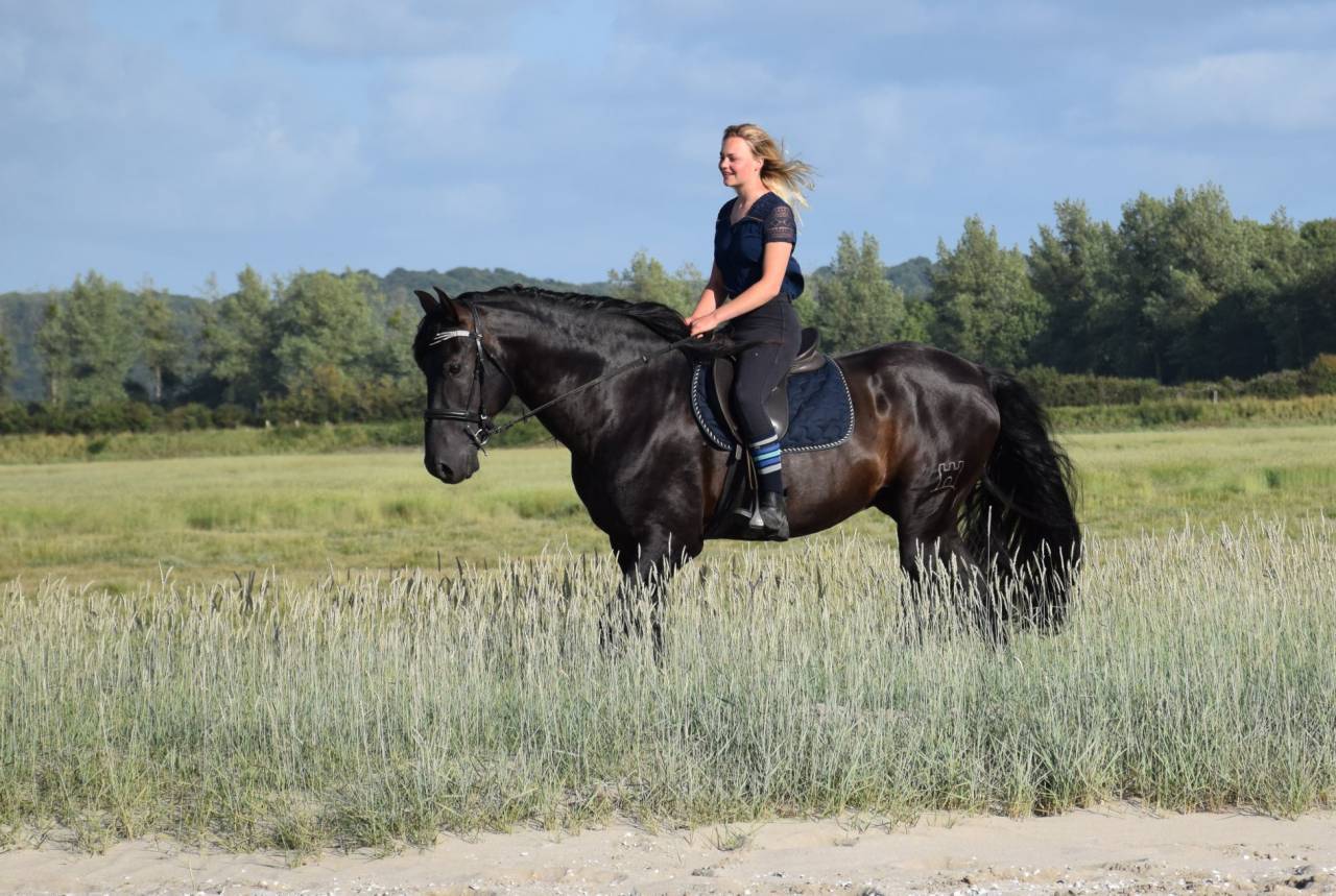 Puledro PRE Andaluso In vendita 2025 Nero ,  LEBRERO SG