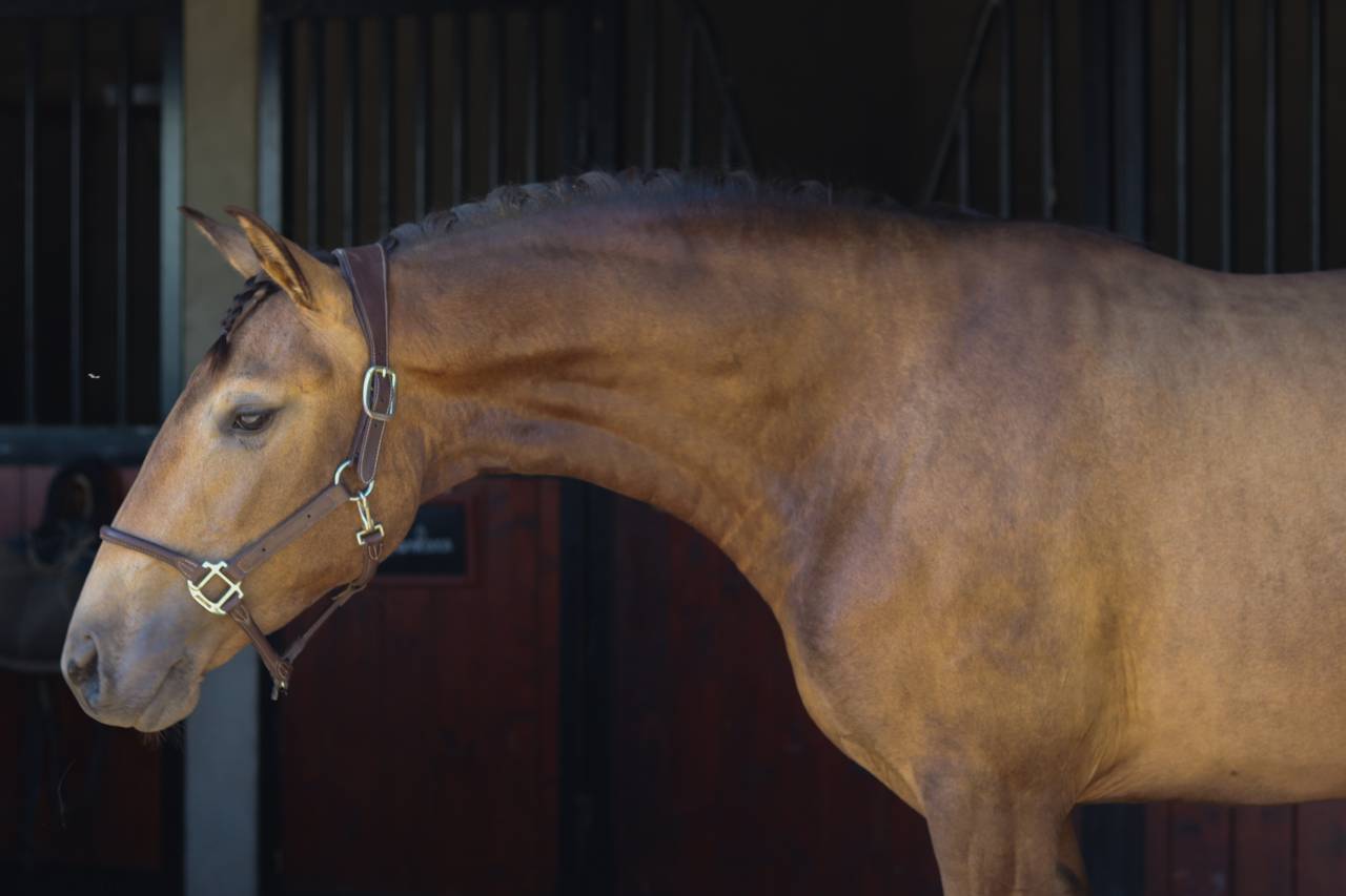 Cavalla Lusitano In vendita 2022 Isabella