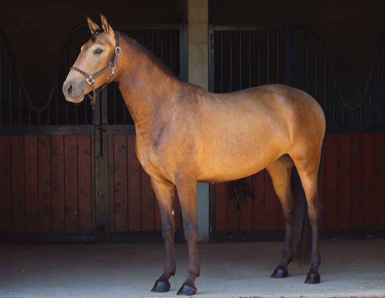 Cavalla Lusitano In vendita 2022 Isabella