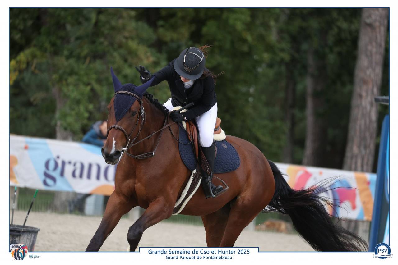 Cavalla Sella Francese In vendita 2021 Baio