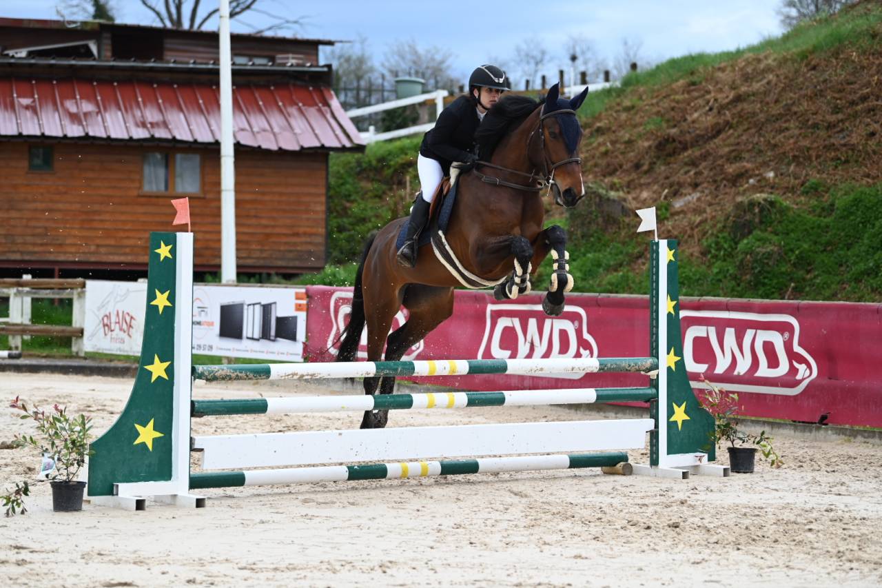 Cavalla Sella Francese In vendita 2021 Baio