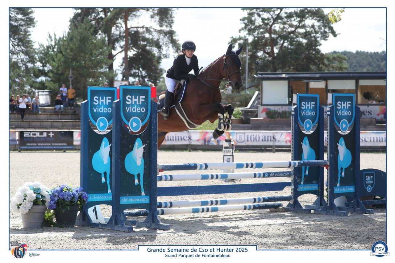 Cavalla Sella Francese In vendita 2021 Baio