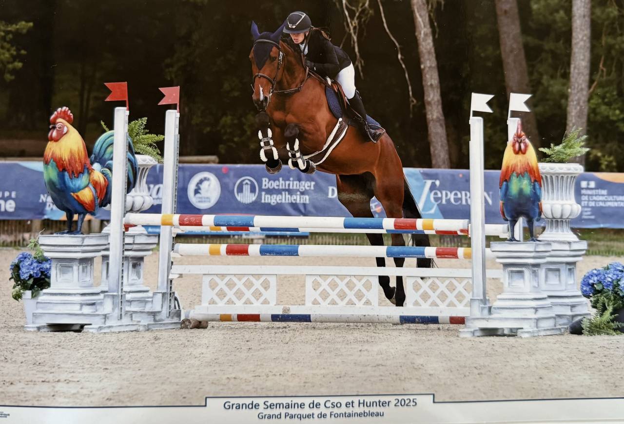 Cavalla Sella Francese In vendita 2021 Baio