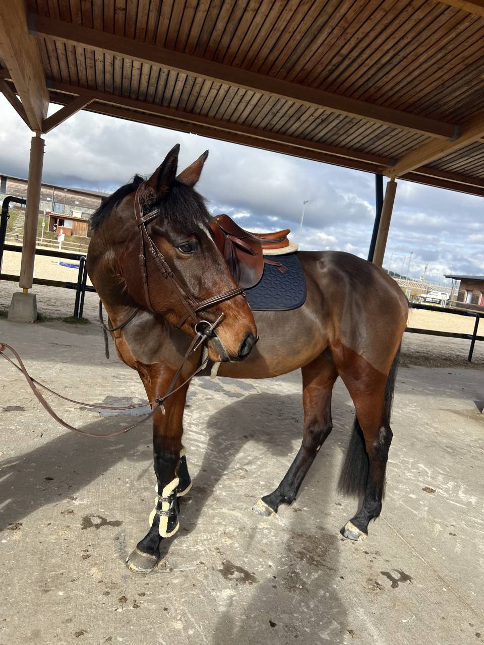 Cavalla Sella Francese In vendita 2021 Baio