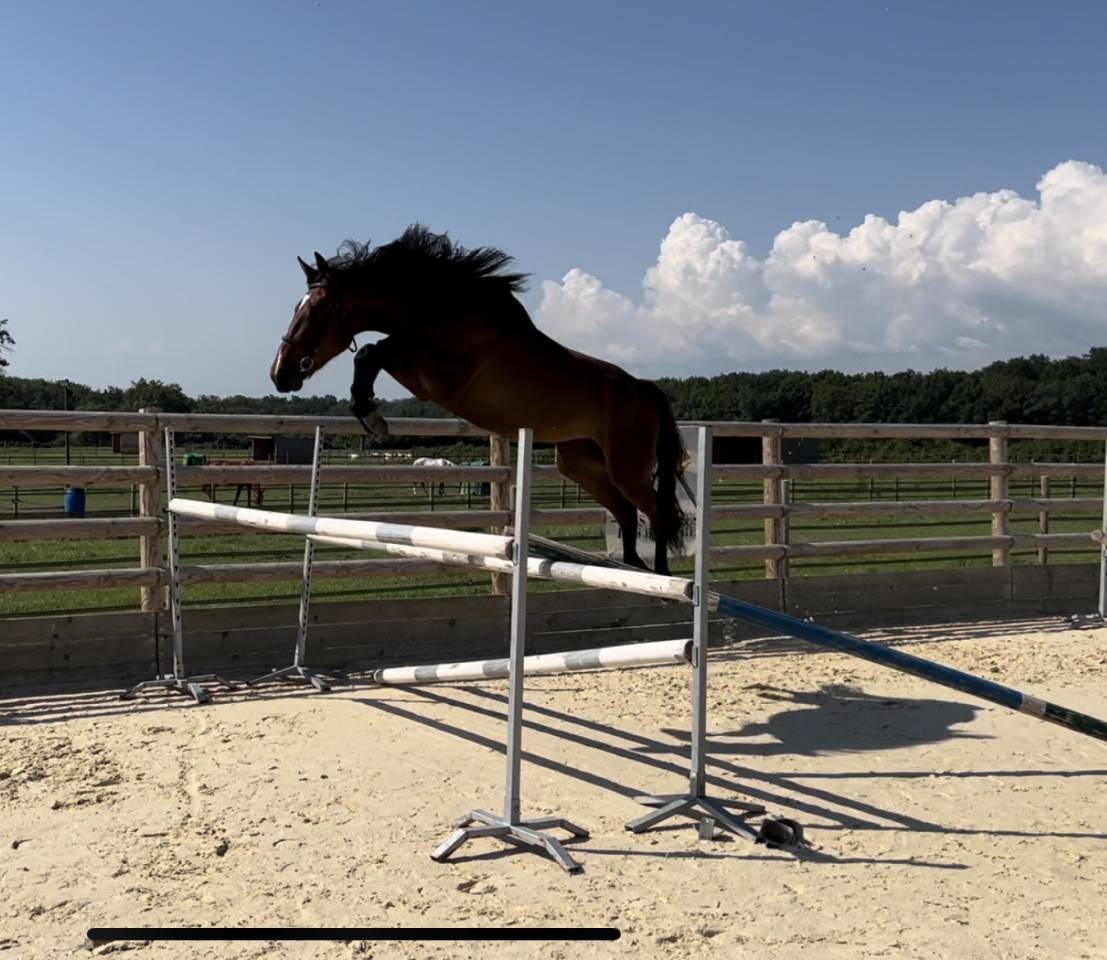 Cavalla Sella Francese In vendita 2021 Baio