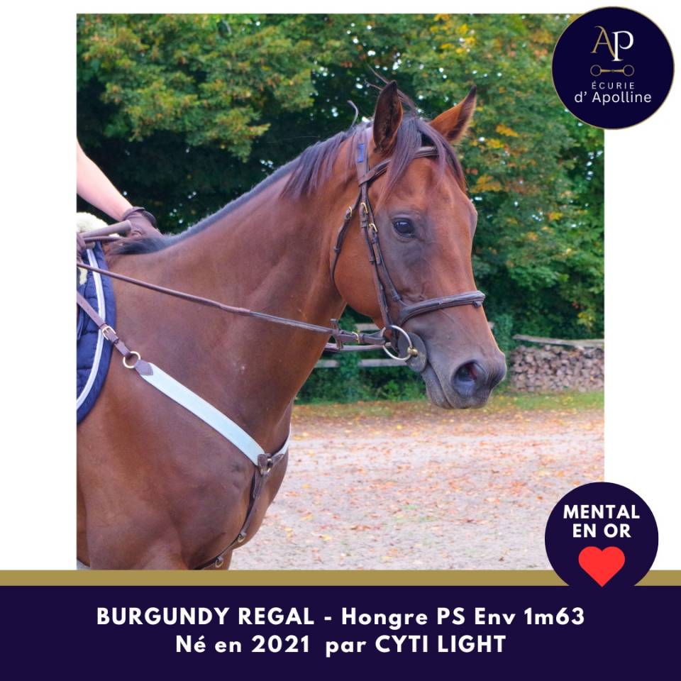 Castrone Purosangue In vendita 2021 Baio