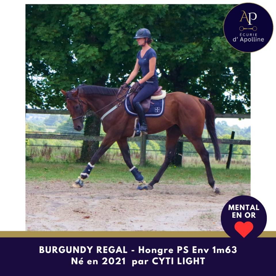 Castrone Purosangue In vendita 2021 Baio