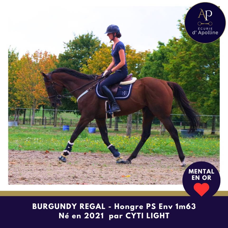 Castrone Purosangue In vendita 2021 Baio