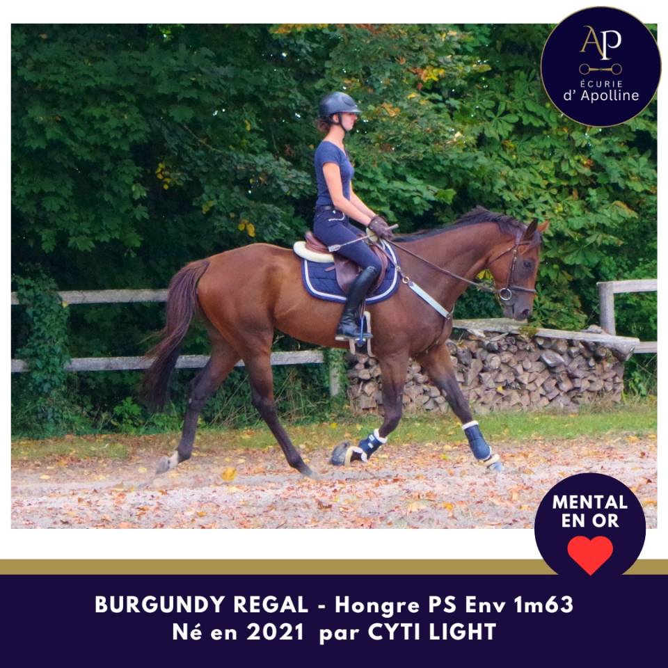 Castrone Purosangue In vendita 2021 Baio